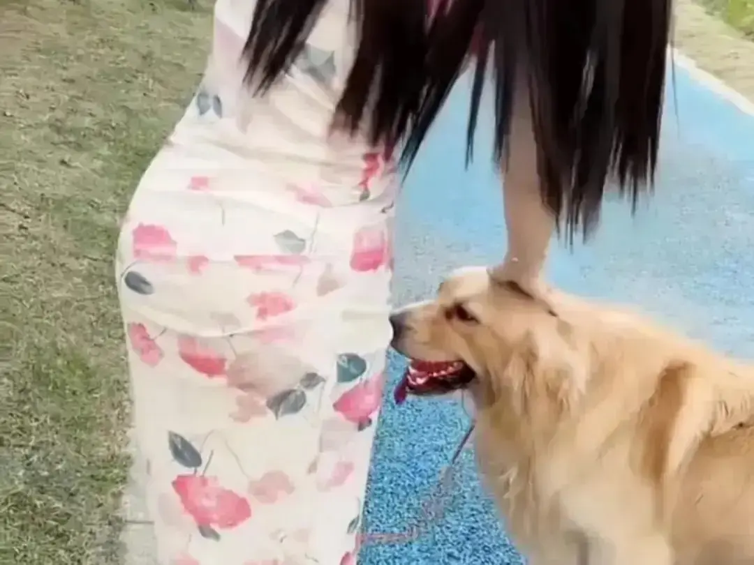 《抖音香香公主与爱犬金毛》高能日常互动完整版在线观看-高清免费播放尽在这里-金毛撒娇名场面直播回放无广告秒播-香香公主与爱犬金毛资源下载